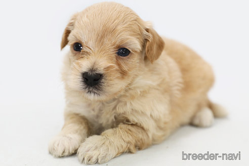 成約済の神奈川県のマルプー:マルチーズ×トイプードル-312294の3枚目